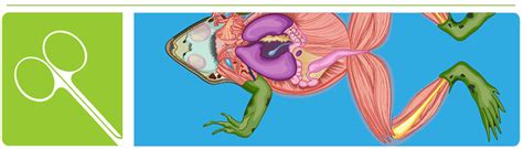 Frog Dissection | Carolina Biological Supply