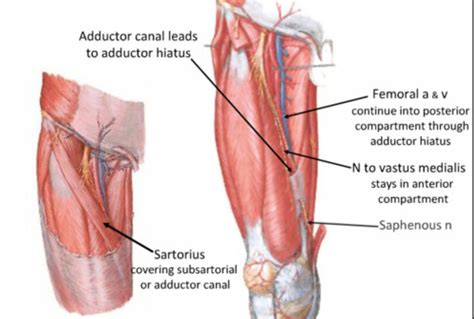 Adductor canal_03 | Hip anatomy, Medical anatomy, Muscle anatomy