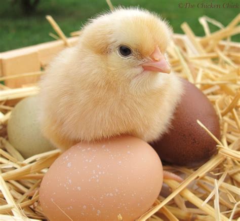 Beautiful picture. Chick sitting on eggs. Cute Chickens, Baby Chickens ...