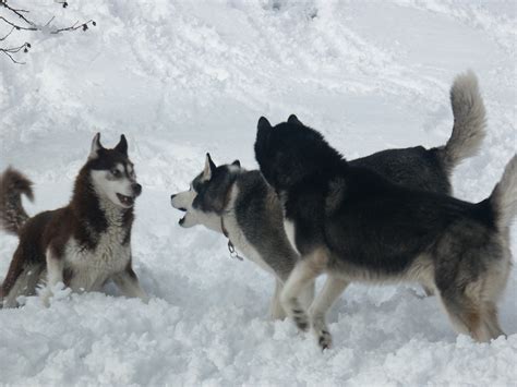 Huskies In A Rumble Free Stock Photo - Public Domain Pictures