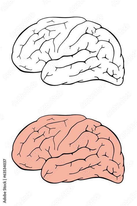 Human brain side view vector drawing Stock Vector | Adobe Stock