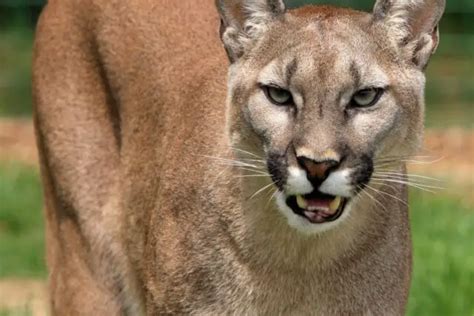 What Animal Eats a Cougar? - NatureNibble