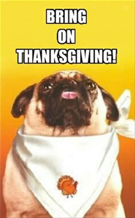 Funny Animal Pictures Of The Day - 24 Pics #ThanksgivingPictures ...