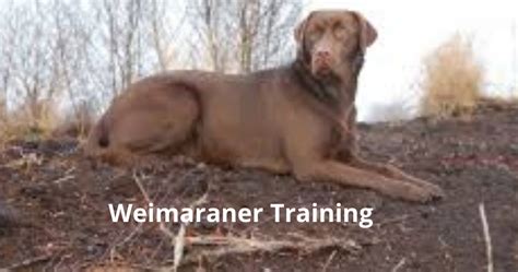 Health And Wellness: Weimaraner Training Tips