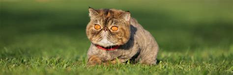 Exotic Shorthair Cat: Breed Information, Characteristics, and Facts