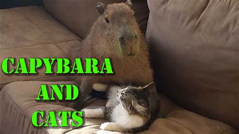 Capybara and Cats - YouTube