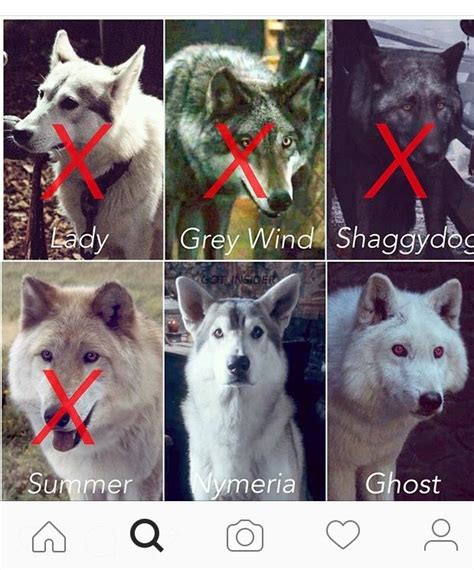 #GoT Dire wolves left ️ Game Of Thrones Wolves, Game Of Thrones Artwork ...