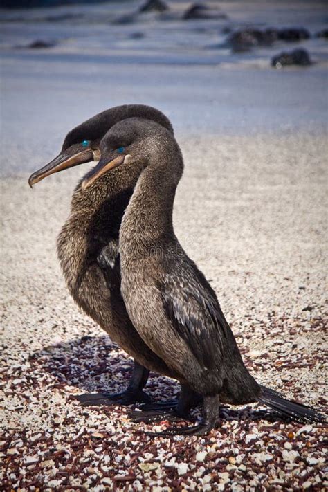 Flightless Cormorants Mating Galpagos Stock Photos - Free & Royalty ...