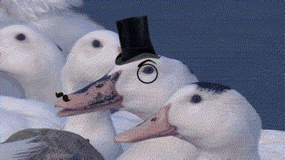 Top Hat Duck GIF - Find & Share on GIPHY