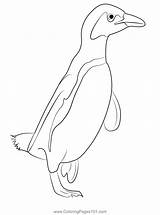 African Penguin Coloring Page For Kids  Free Penguins Printable sketch template
