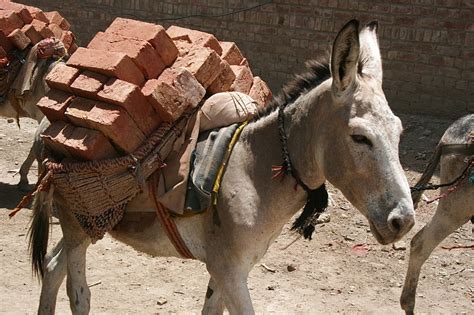 Write... and Ride: In honour of World Donkey Day, please donate and help save a donkey's like