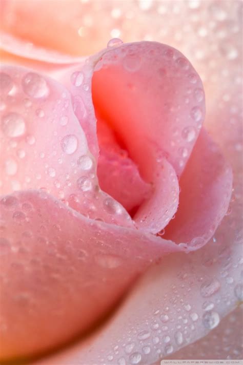 🔥 Free Download Water Drops Light Pink Rose 4k Hd Desktop Wallpaper For ...