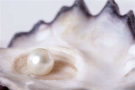 Ingredient Spotlight: Benefits of Pearl Powder for Skin Care Routine ...