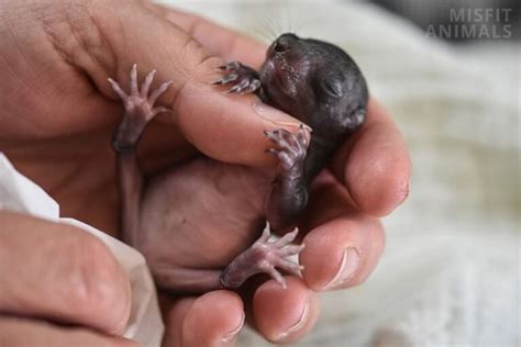 Newborn Squirrel Vs. Rat: 5 Ways To Tell The Difference