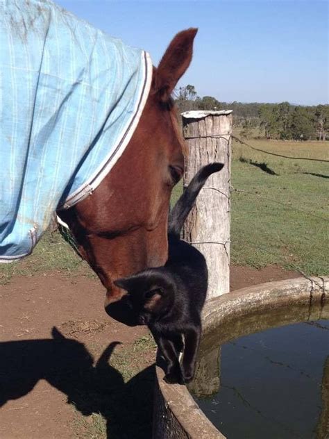 Horseback Riding Cat Loves Spending Time Atop His New Best Friend | Cat ...