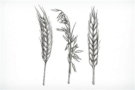 Crops, wheat, oat sketches, vector | Wheat tattoo, Tattoos, Wheat drawing