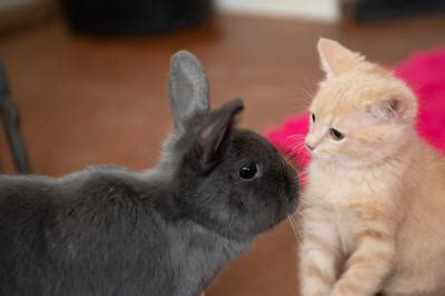 A kitten and his bunny buddies | Best Friends Animal Society - Save ...