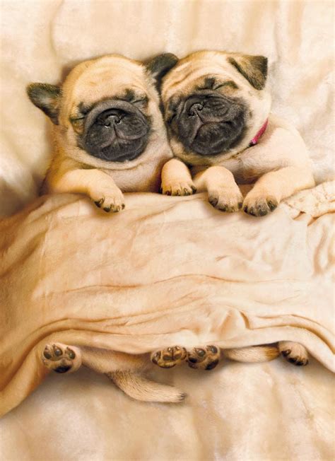 Cute pugs, Cute animals, Puppies