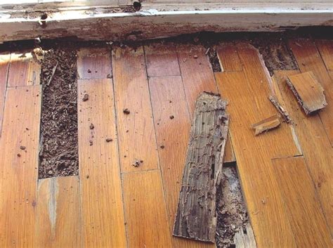 Termites Wood Damage With Pictures