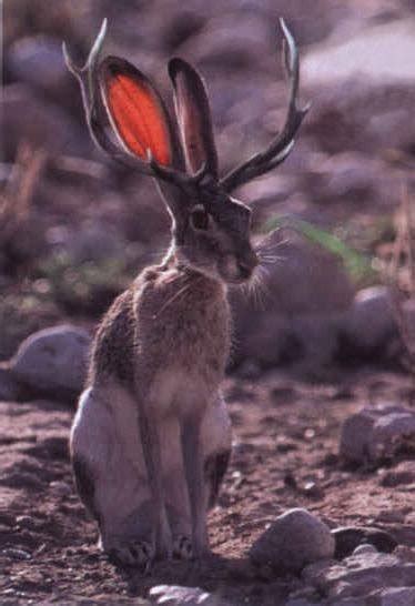 Rabbit Slippers: Have you seen a Jackalope?