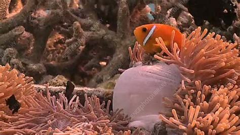 Anemonefish - Stock Video Clip - K002/3506 - Science Photo Library