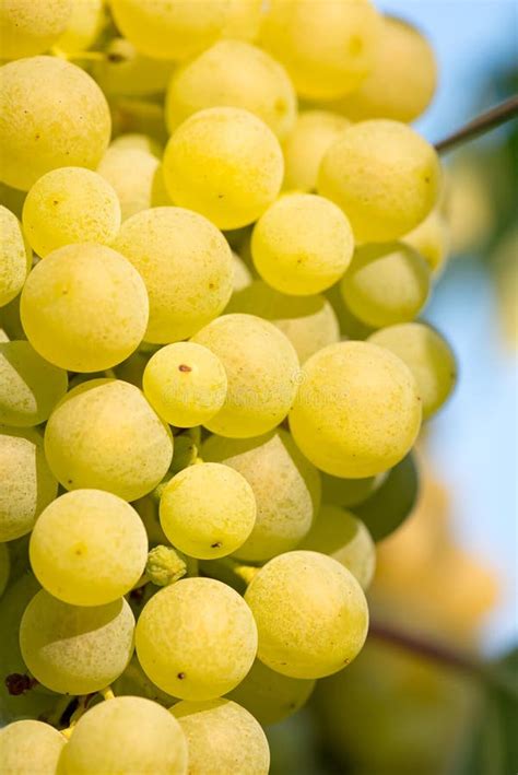 Yellow grapes harvesting stock image. Image of vineyard - 26704819