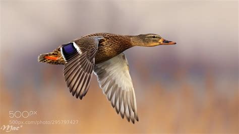 Female Mallard in flight..... by tielemans-debie