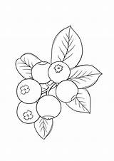 Blueberry Coloring Clipart Blueberries Bush Color Drawing Bushes Fruits  sketch template