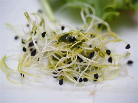 Health Benefits of Alfalfa Sprouts - Welcome to Todd's Seeds