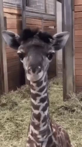 Giraffe Tongue GIF - Giraffe Tongue - Discover & Share GIFs