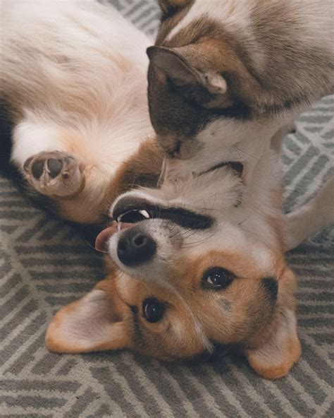 14 Lovely Corgi Facts Proving That They Are The Best Friends | Page 2 ...