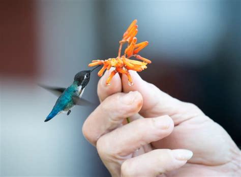 The Smallest Animals In The World (Land, Air & Water!) - Fact Animal