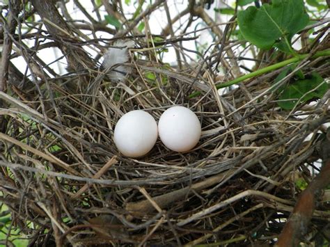 mourning dove | Bird Nests | Pinterest | Nests