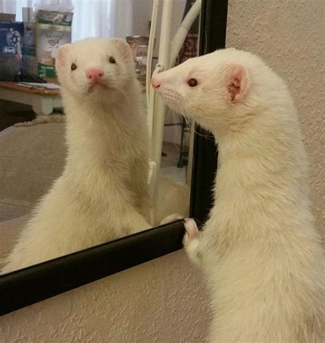 two white ferrets looking at themselves in the mirror, with one ...