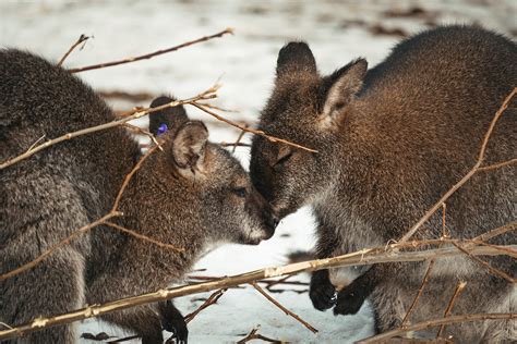 Wallaby Kangaroo Captive Small - Free photo on Pixabay - Pixabay