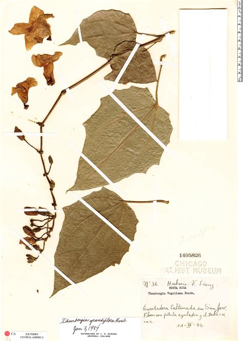 Thunbergia grandiflora | Rapid Reference | The Field Museum