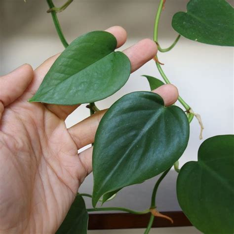 Pothos vs. Philodendron | House plants, Plants, Plant leaves