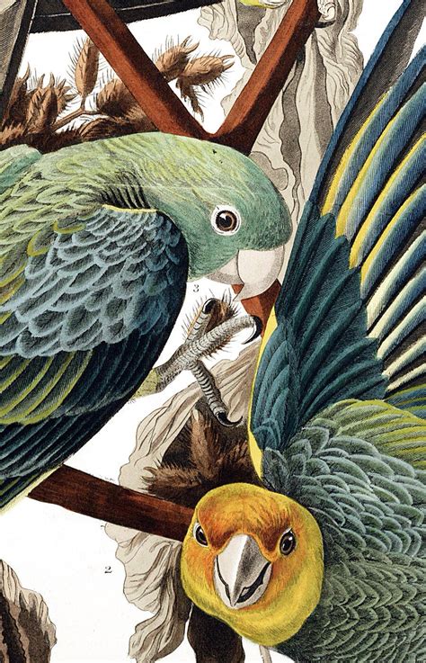 Carolina Parrot | Bird art, Bird artwork, Bird illustration