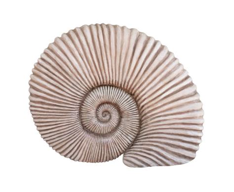 10,700+ Shell Fossil Stock Photos, Pictures & Royalty-Free Images - iStock