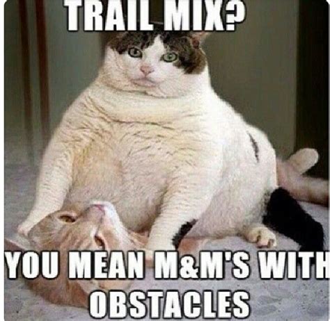 "M&M's with obstacles" | Funny cat memes, Funny animals, Funny pictures