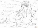 Adult Male Walrus coloring page  Free Printable Coloring Pages sketch template