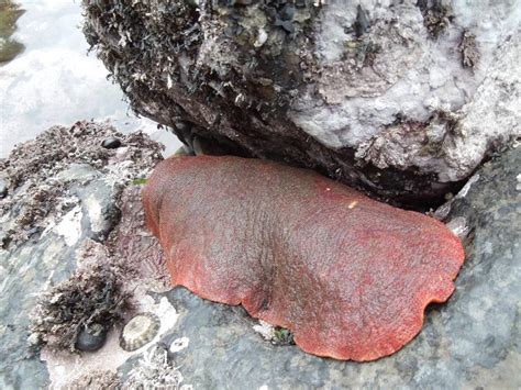 Giant Pacific Chiton – Mendonoma Sightings