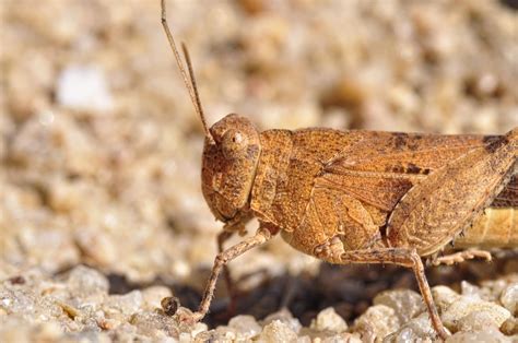 Free Images : fauna, invertebrate, close up, grasshopper, locust, macro photography, arthropod ...