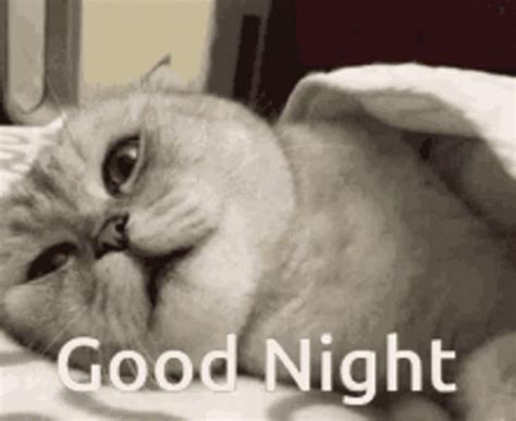 Good Night Sleep GIF - GoodNight Sleep Cat - Discover & Share GIFs