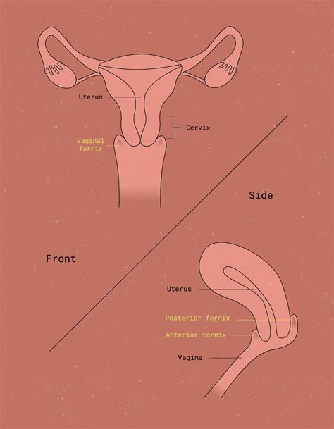 Where Is The Fornix In The Female Reproductive System - revolvemoms