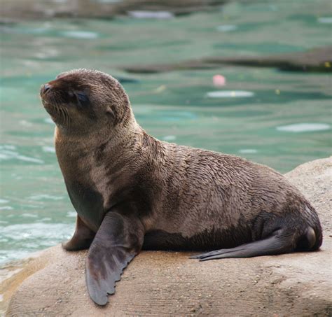 Images: Sea Lion Pups Make a Splash | Live Science