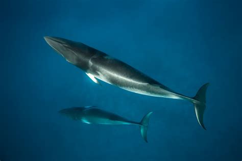 Enjoy Ocean Reef Time Swimming With Dwarf Minke Whales | Outback Tourist