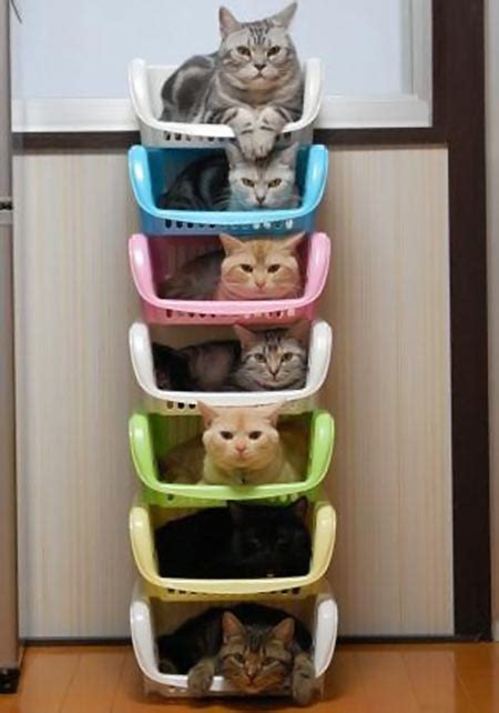 Efficient cat storage…