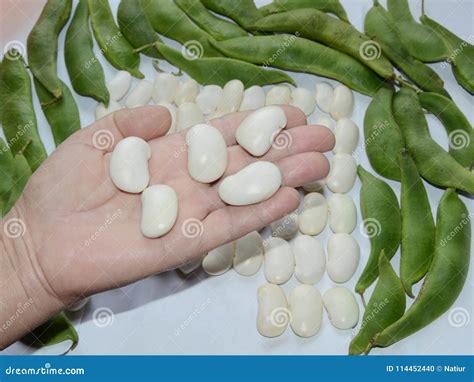 Large White Beans in a Hand Stock Photo - Image of skin, healthy: 114452440