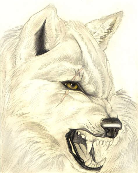 Growling Wolf Drawing at GetDrawings | Free download